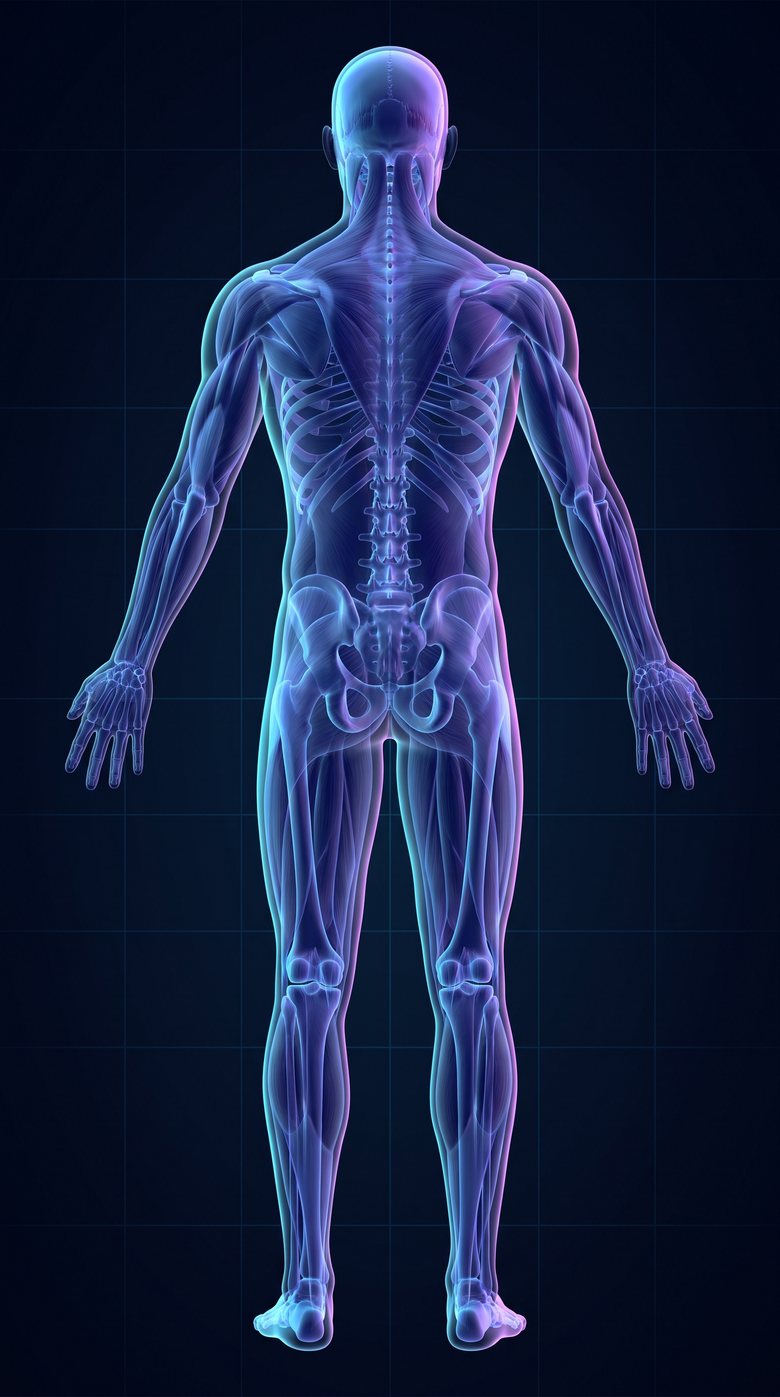 Mapa corporal posterior